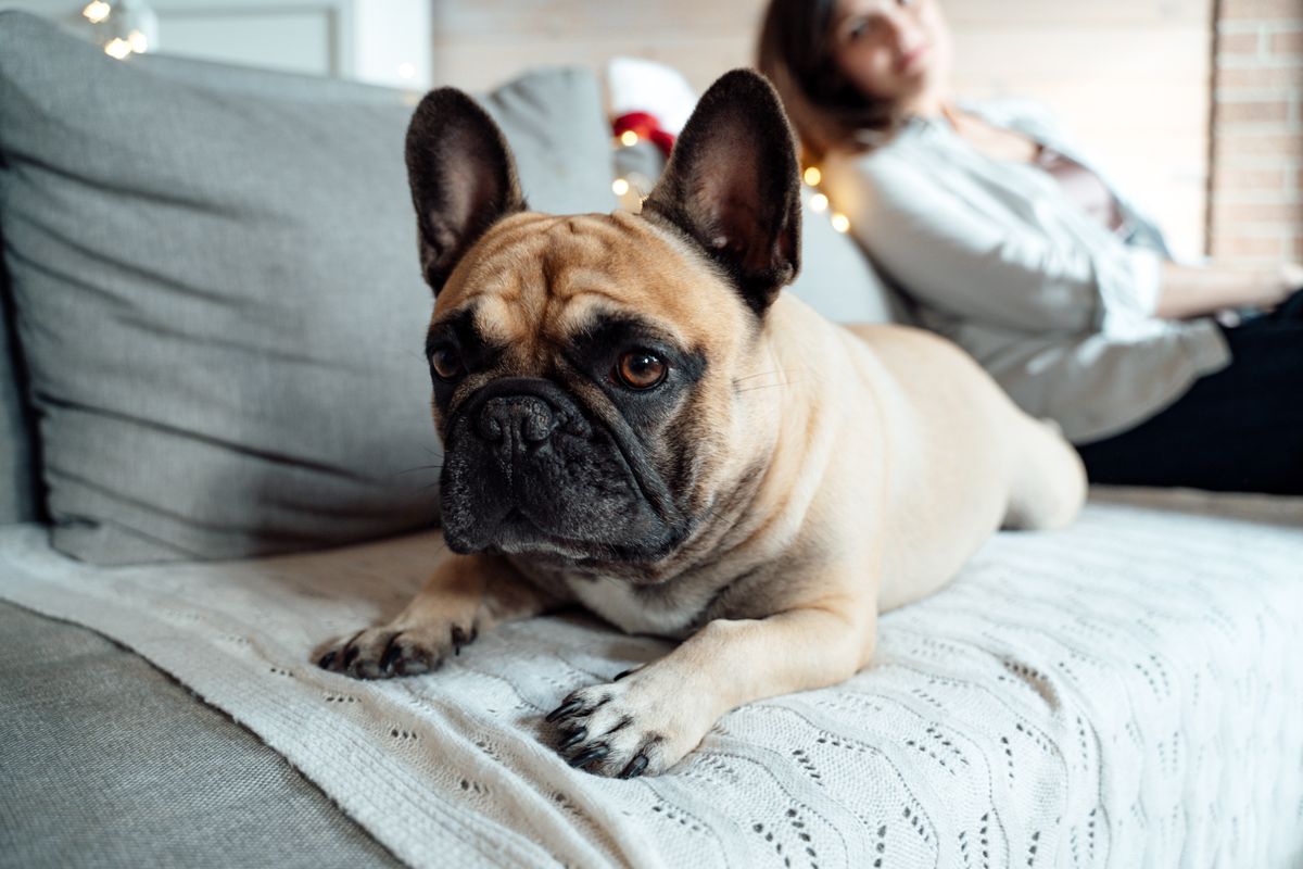 Dog,,French,Bulldog,Lying,On,White,Plaid,On,Couch.,Woman,