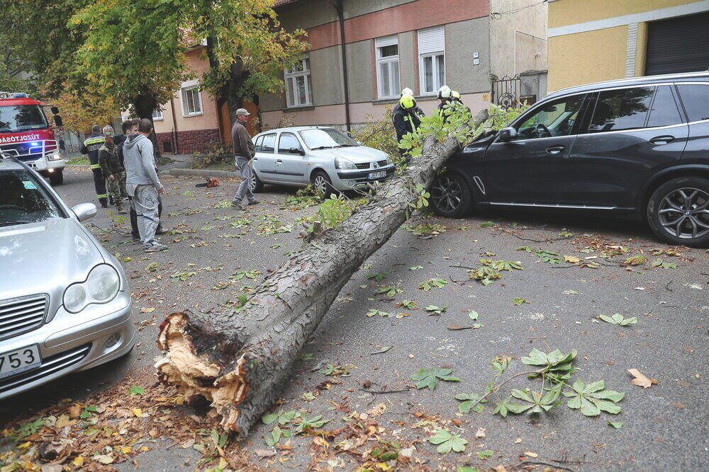 LANG9644 kidőlt fa vihar autó kár casco