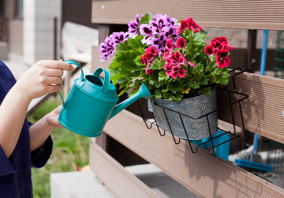 Watering,Colorful,Geranium,Flowers,With,Watering,Can,In,The,Backyard