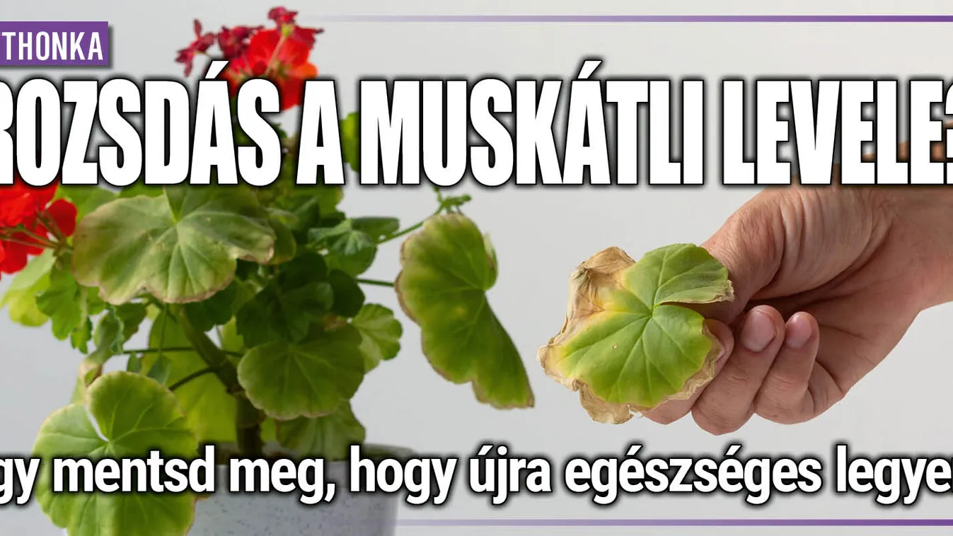 Rozsdás a muskátli levele? Így mentsd meg