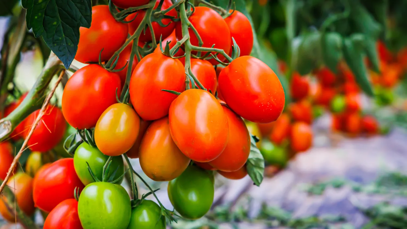 Tépkedd le a paradicsom levelét, eszméletlen, ami történik