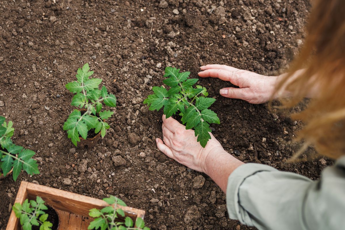 Woman,Planting,Tomato,Seedling,Into,Soil,At,Vegetable,Garden.,Organic