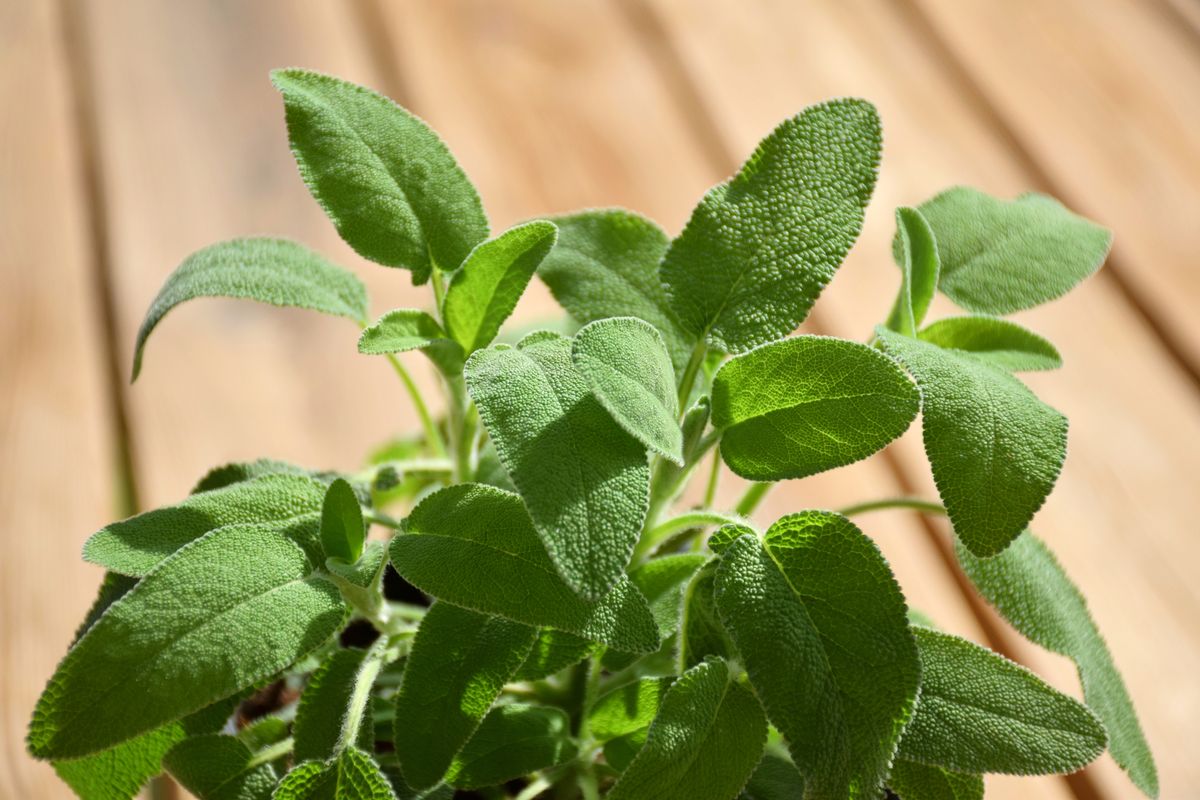 Fresh,Green,Organic,Sage,(salvia),Herb,Leaves,In,Plant,Box