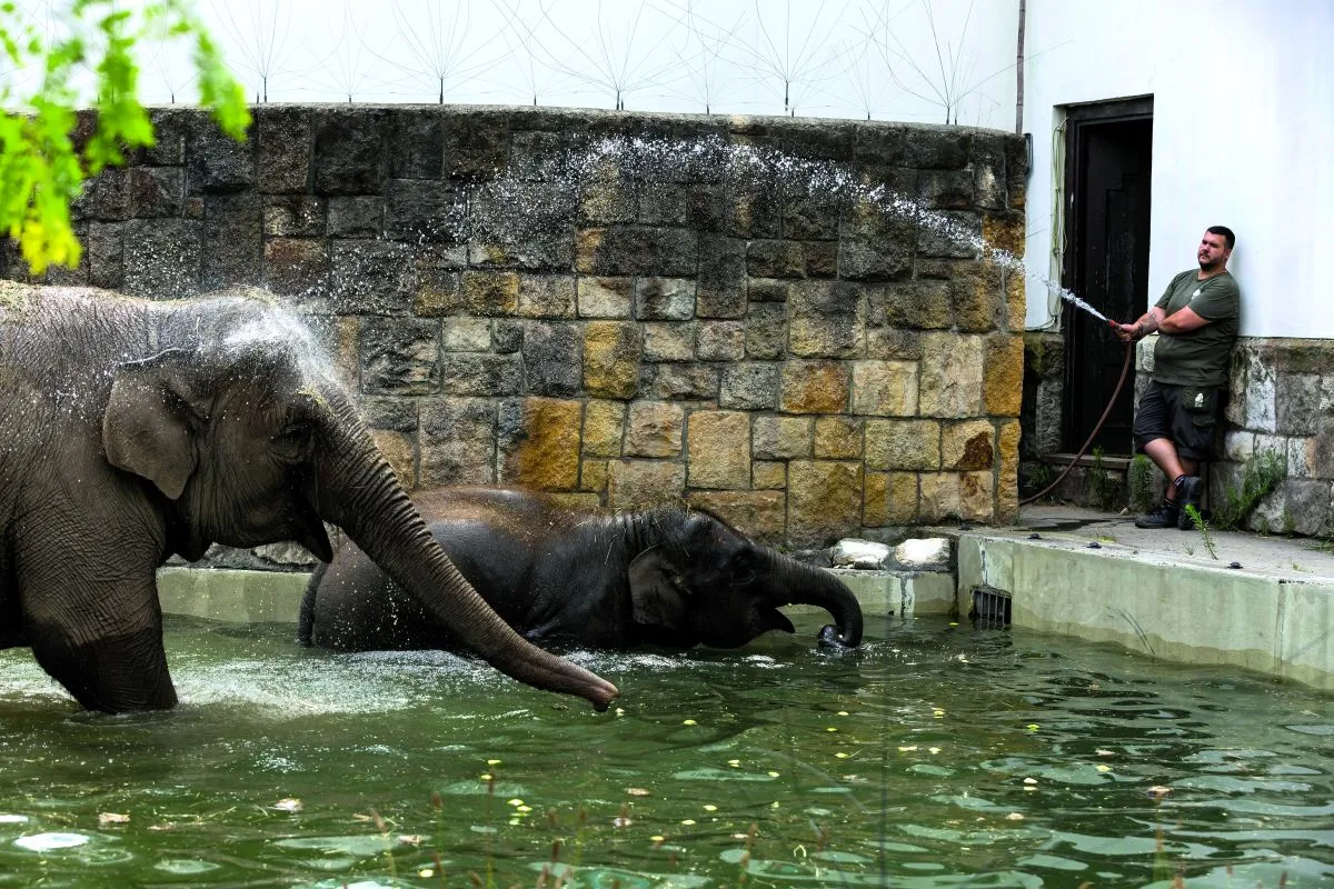 Valóság - Így védekeznek a pokoli melegben az állatok az Állatkertben - Ripost