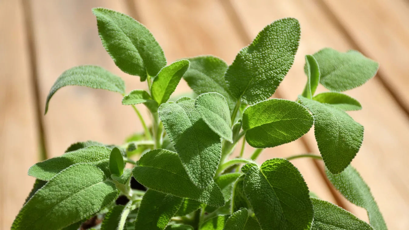 Ez az egyszerű gyógynövény a halhatatlanság füve