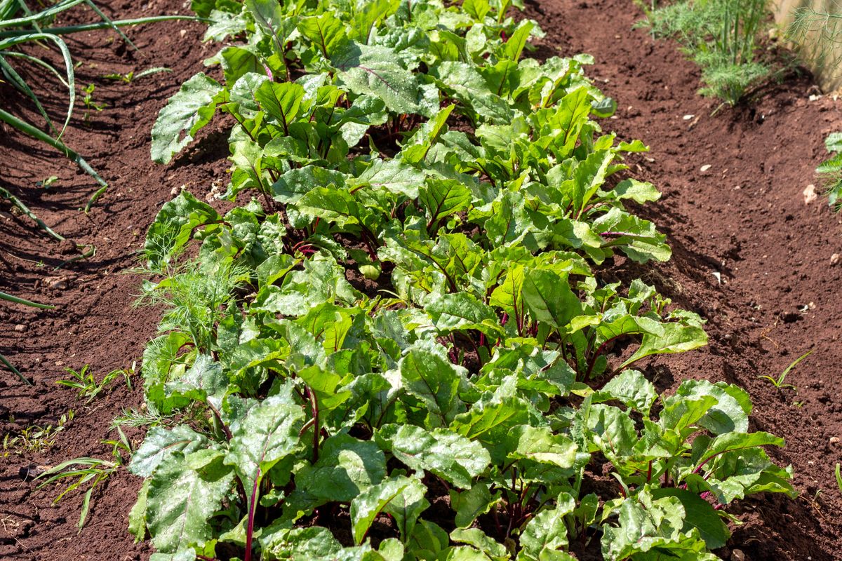 A,Row,Of,Red,Beet,Leaves,On,A,Garden,Bed.