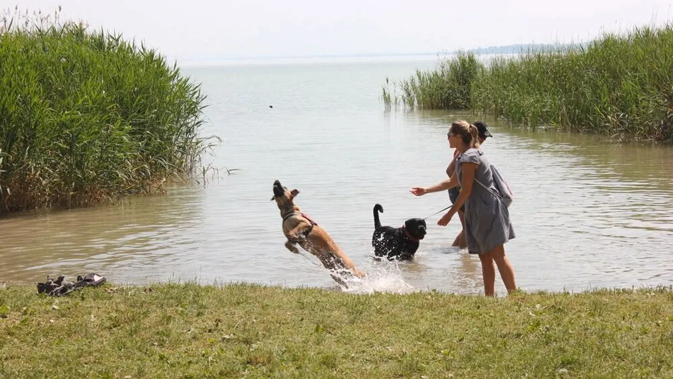 Íme a legjobb kutyás strandok listája