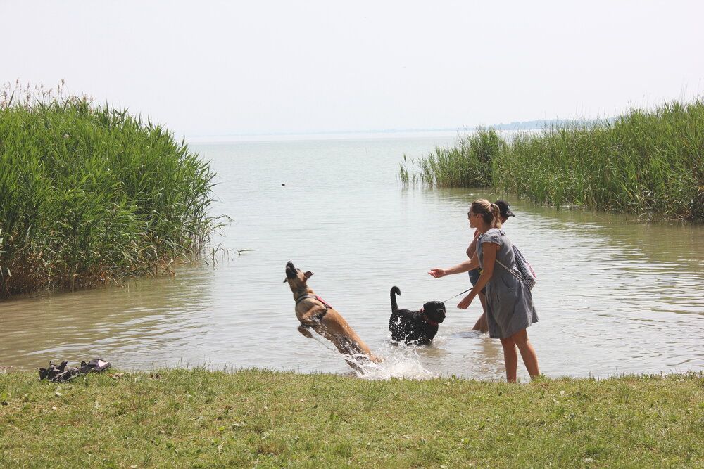 kutyás strand strand kutya balaton tó