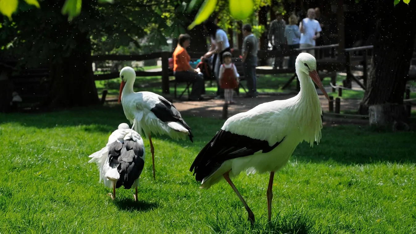 A Fővárosi Állatkert lakóinak is sok ez a hőség