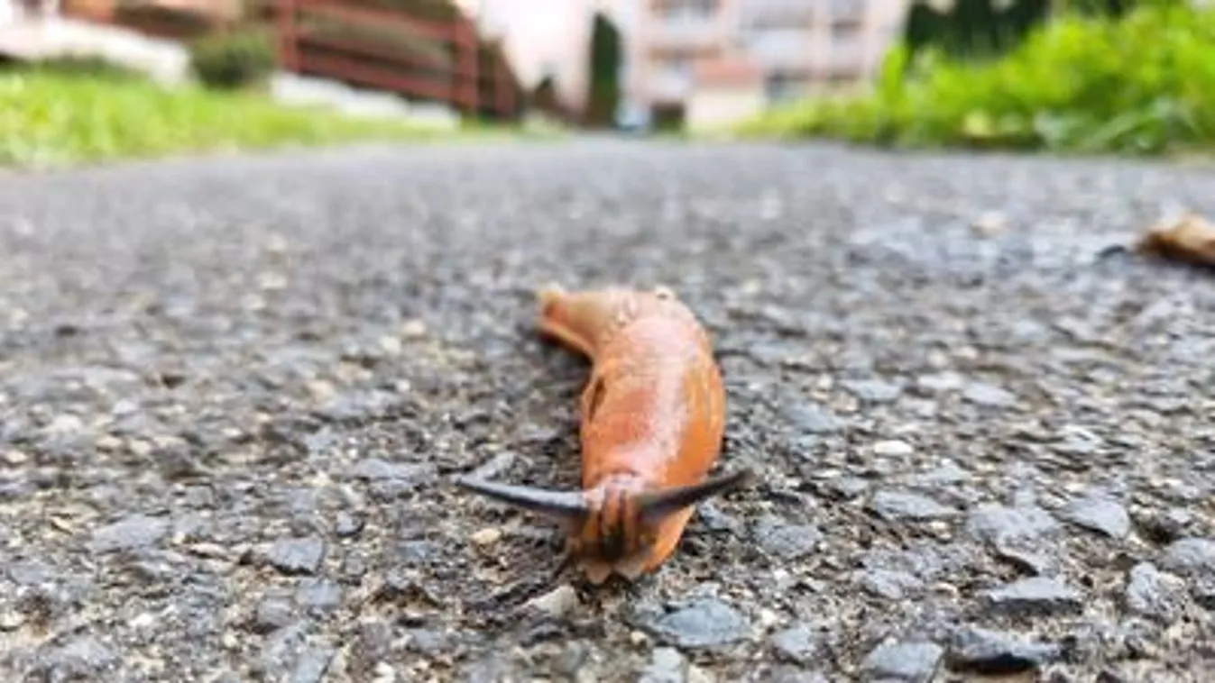 Bérelj ilyet és győzd le a meztelen csigákat!