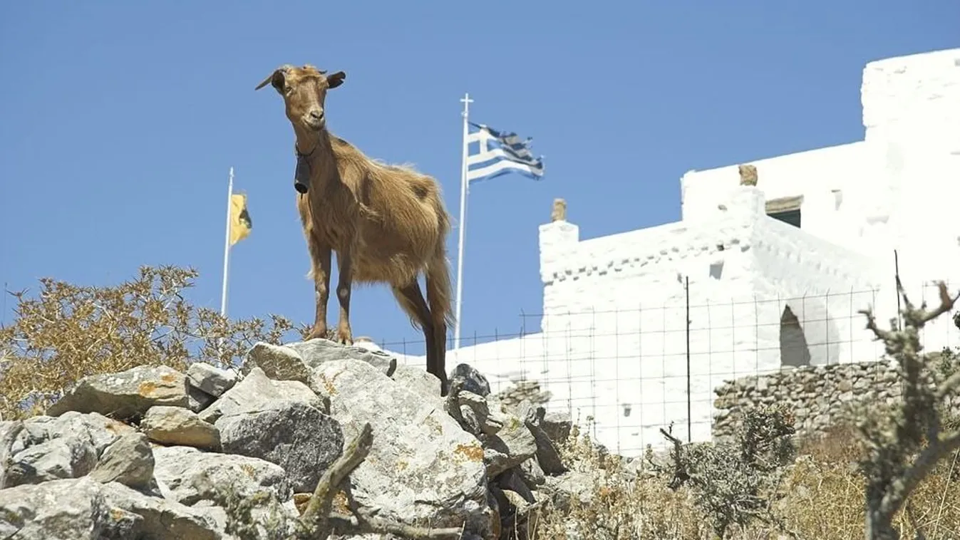 Pestisjárvány Görögországban: több ezer állat érintett