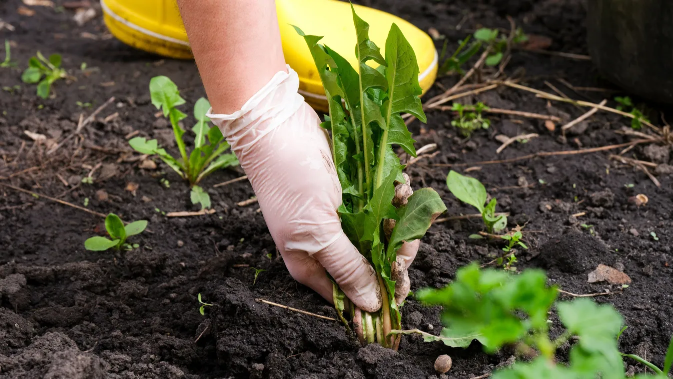 Tüntesd el a gyomokat vegyszerek nélkül