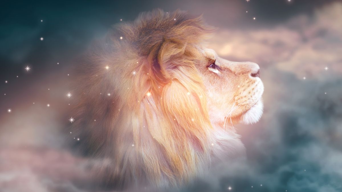 African,Lion,Looking,Up,On,Stars,At,Night.,Proud,Dreaming