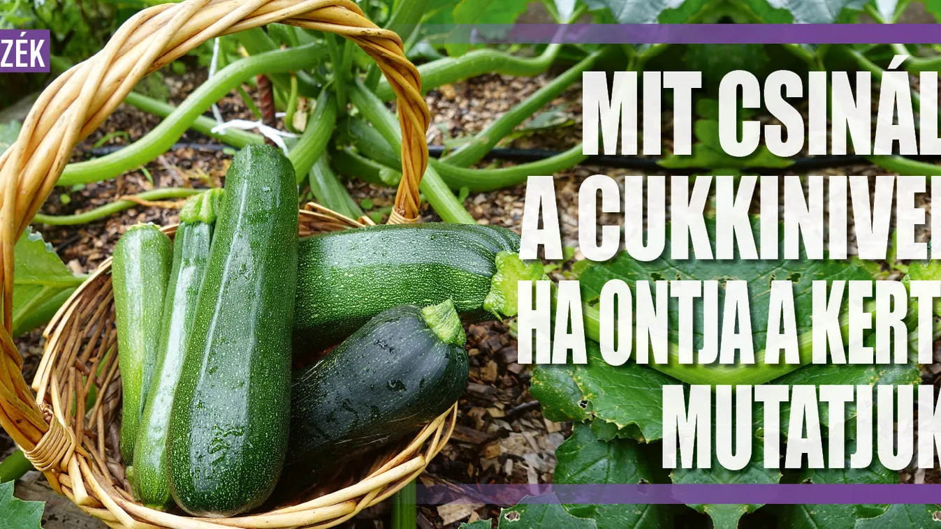 Mit csinálj a cukkinivel, ha ontja a kert? Mutatjuk!