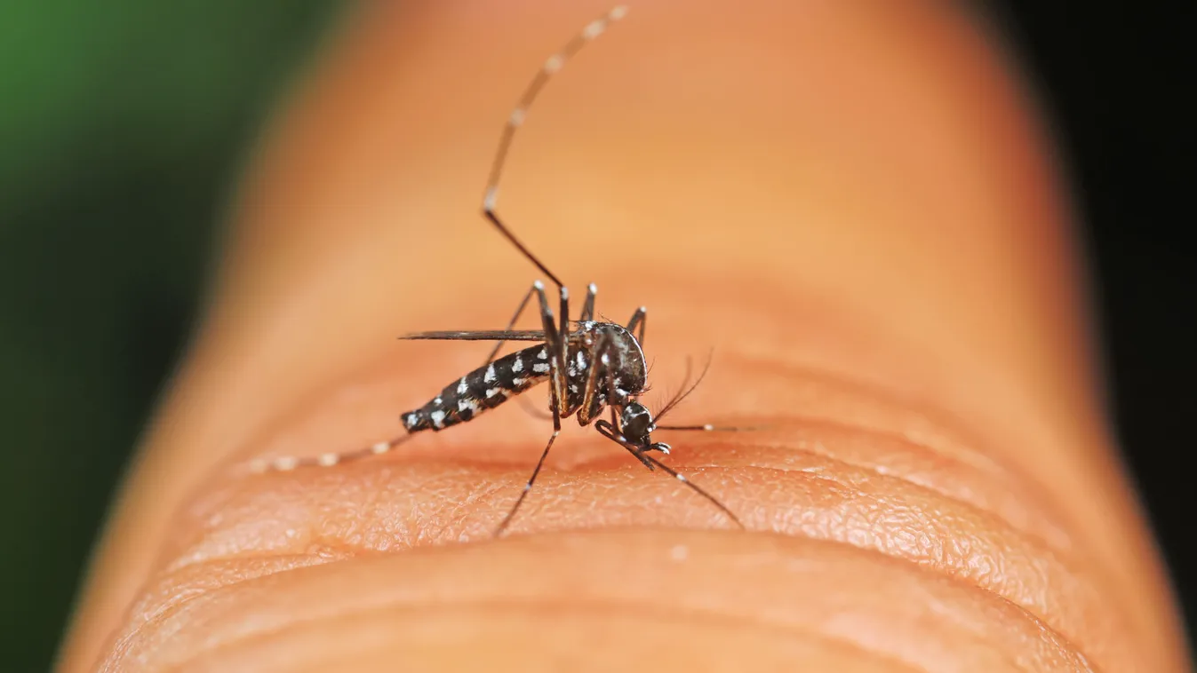 Ezek a jelei, ha ázsiai tigrisszúnyog csípett meg