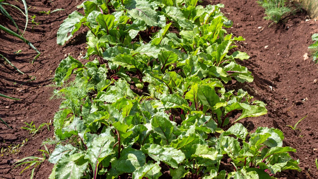 Ültess újra augusztusban: ezek a növények szépen teremnek