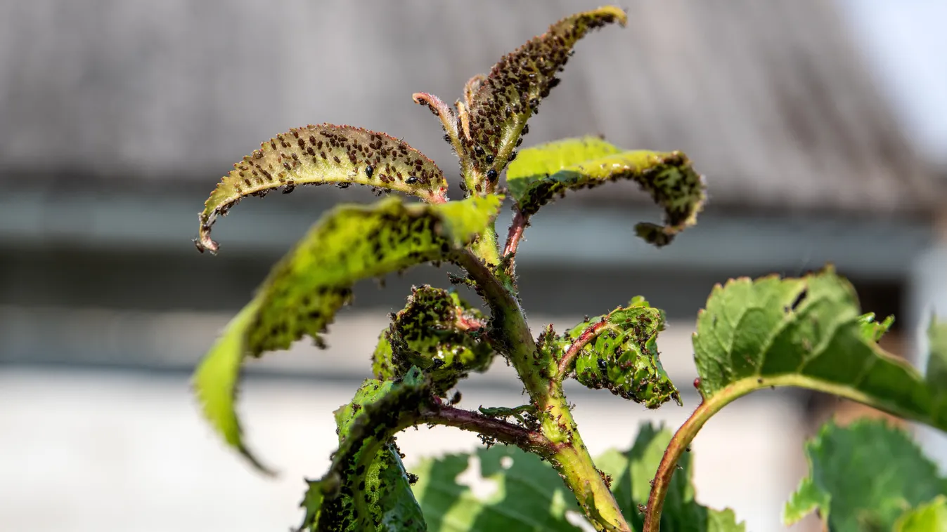 Támadnak a levéltetvek, ostromállapot van a kertekben