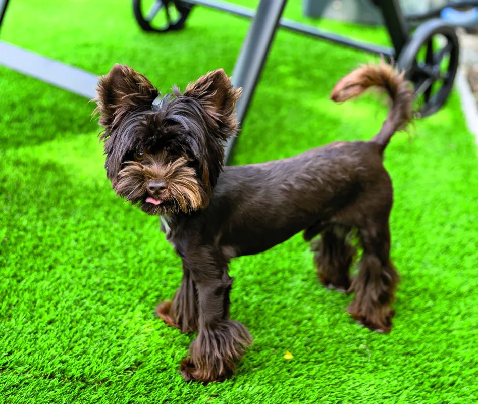 Kapócs Zsóka és a kiskutyája - Ripost