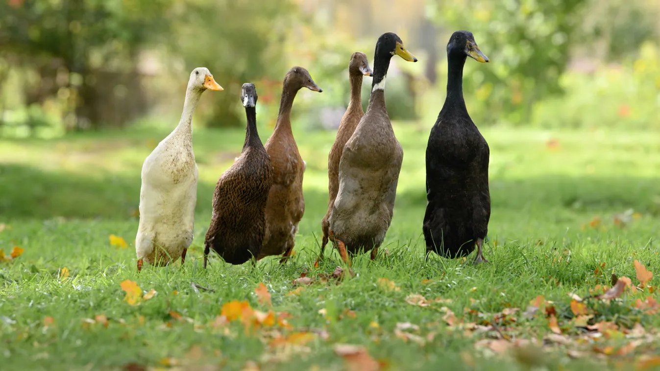Ezt tudja a meztelen csigák elleni titkos fegyver