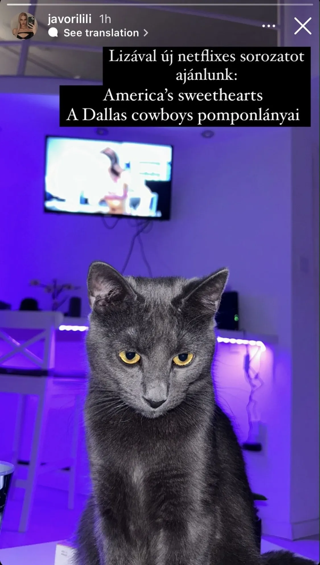 Jávori Lili cicája