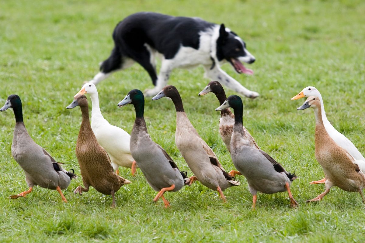 Sheep,Dog,And,Indian,Runner,Ducks