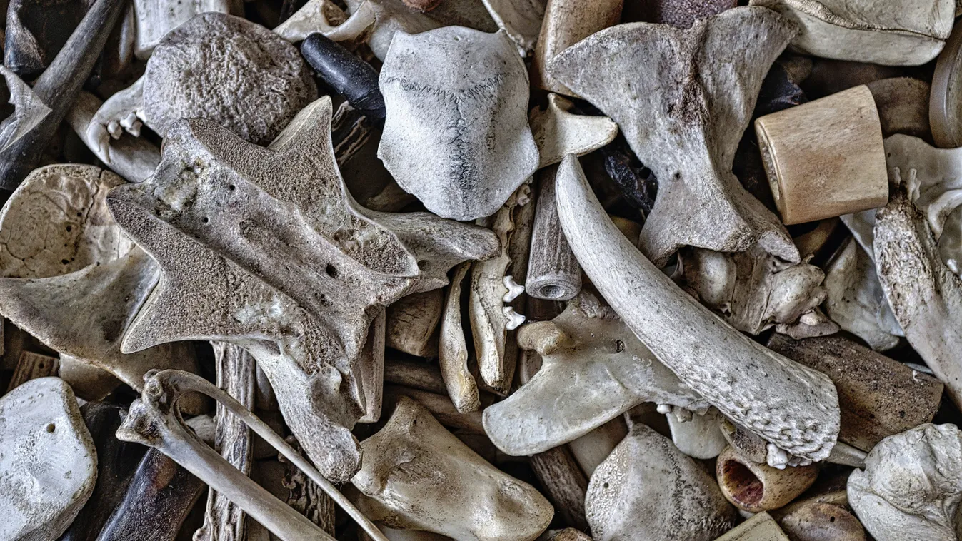 Sokkoló: zacskóba rejtett emberi csontokat találtak Budapesten