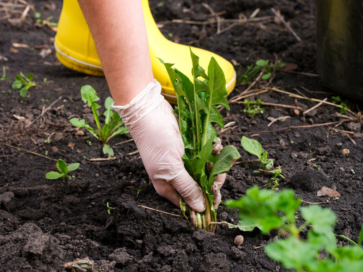 A,Woman,Hand,In,A,Glove,Pulling,Out,Weeds.,Close-up.