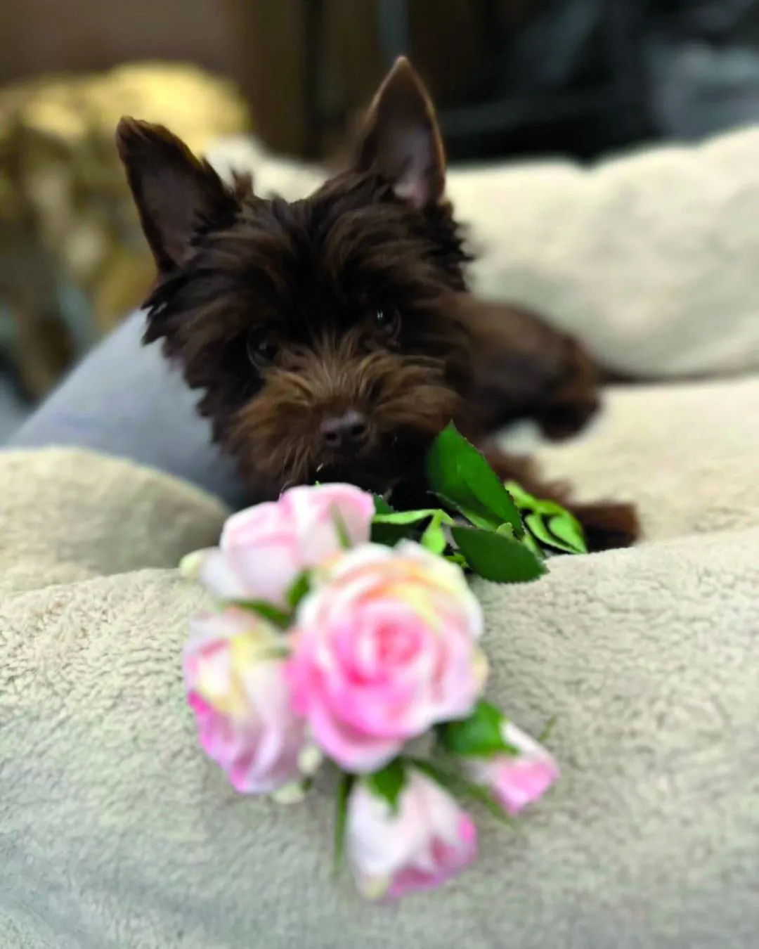 Kapócs Zsóka és a kiskutyája - Ripost