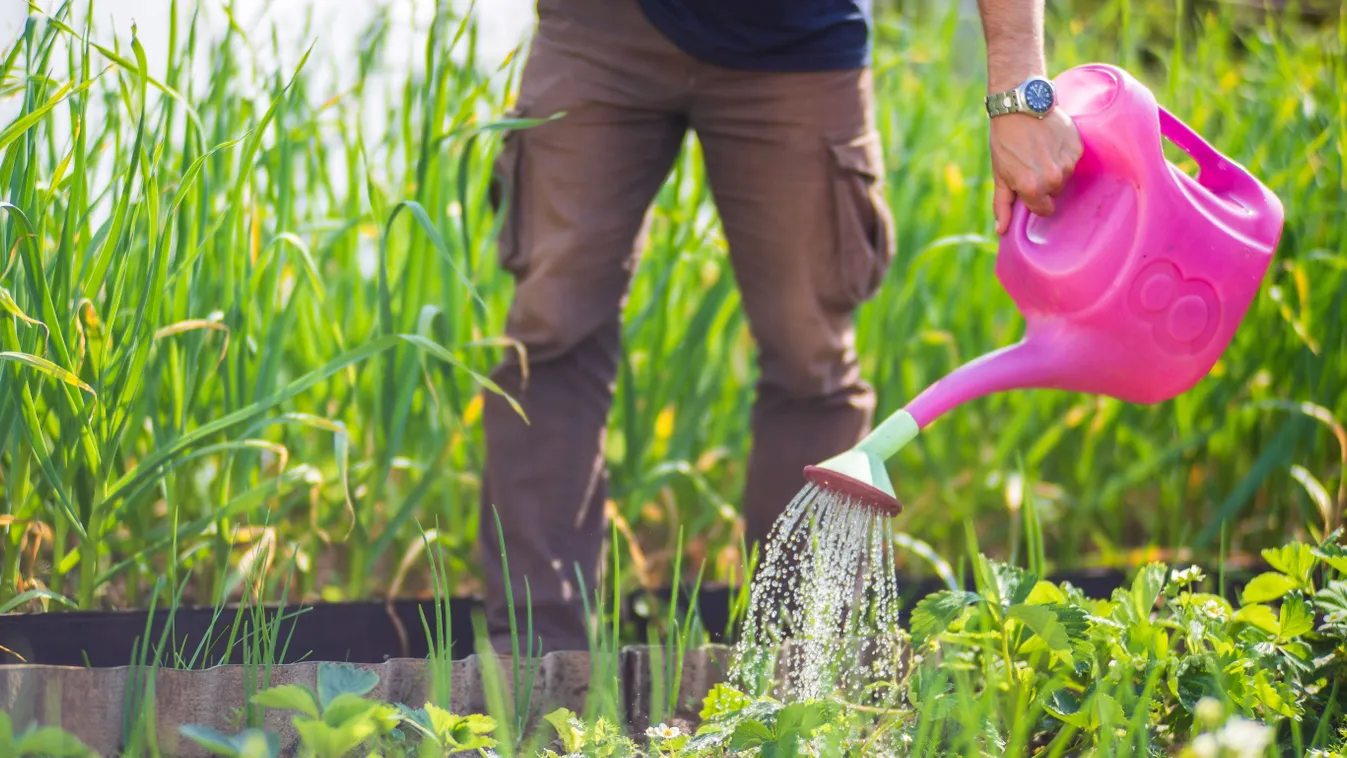 Így locsold a növényeidet, hogy túléljék a hőséget