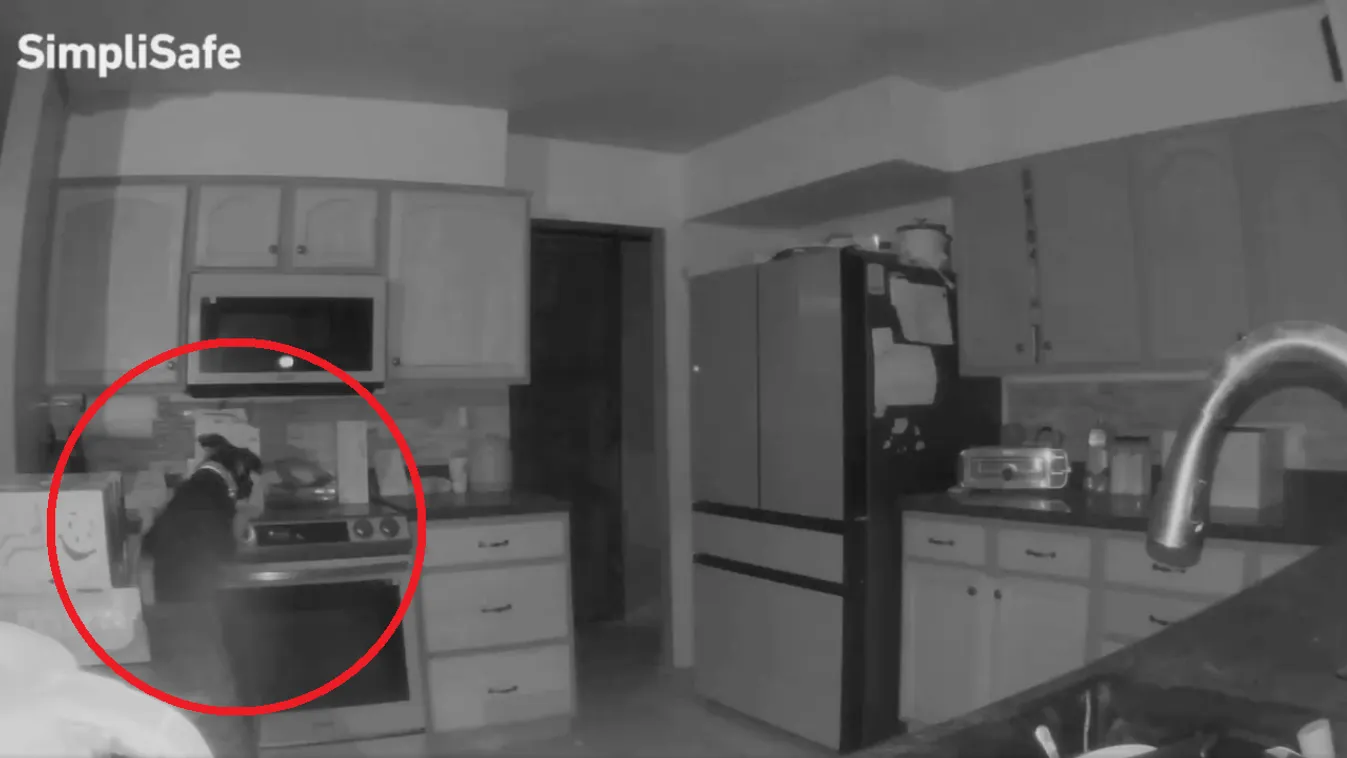 Gazdáira gyújtotta a házat egy kutya - videó!