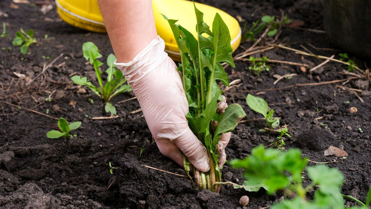 Tüntesd el a gyomokat vegyszerek nélkül: ez a leggyorsabb módszer