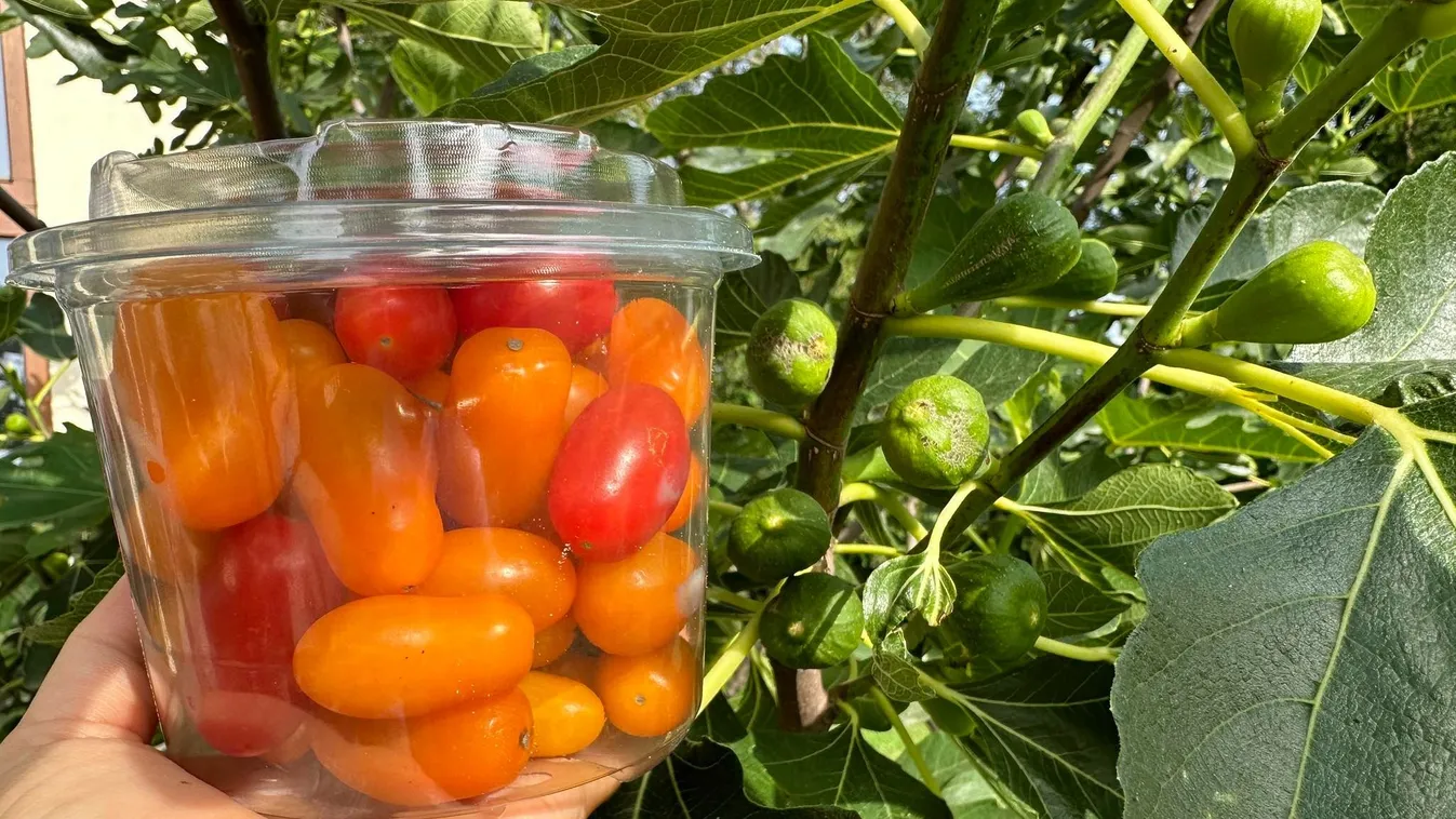 Így tudsz mini paradicsommal könnyedén fügét szaporítani