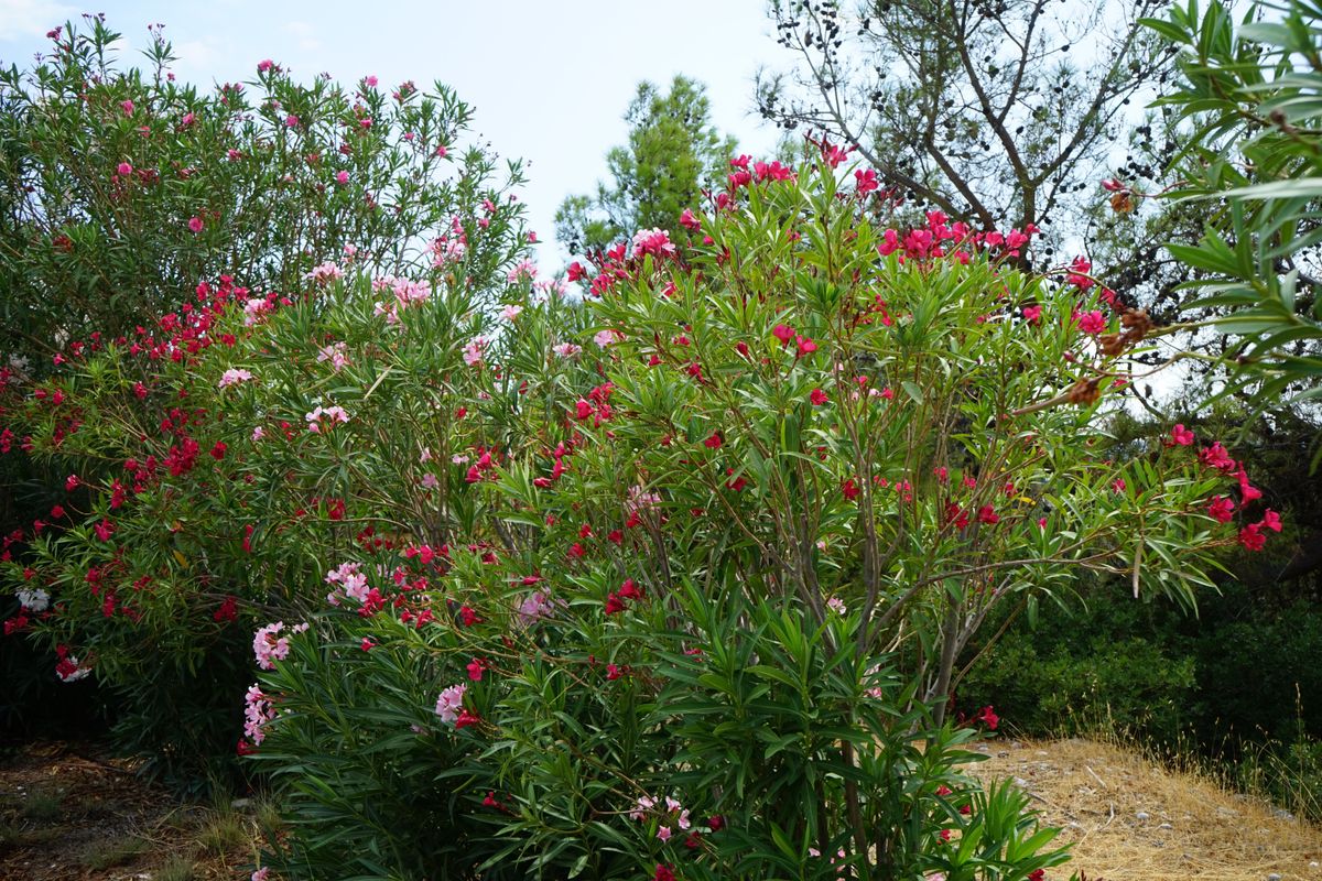 Nerium,Oleander,Blooms,In,August.,Nerium,Oleander,,Oleander,Or,Nerium,