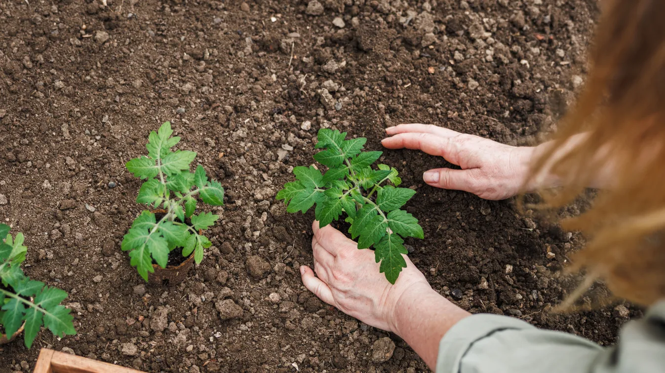 Baj van a paradicsommal, ez a gyors nyári palántázás segít