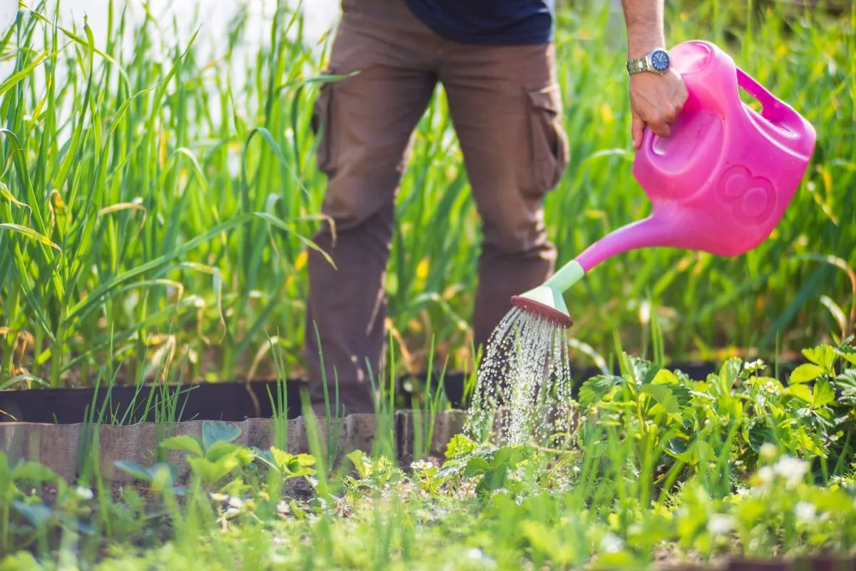 Watering,Vegetable,Plants,On,A,Plantation,In,The,Summer,Heat