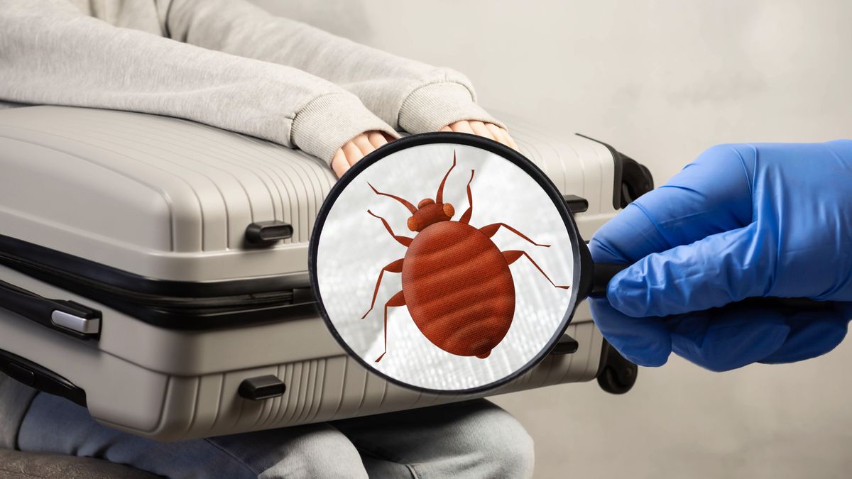 Bedbugs,In,A,Suitcase,With,Things.,Carrying,Bedbugs,In,A