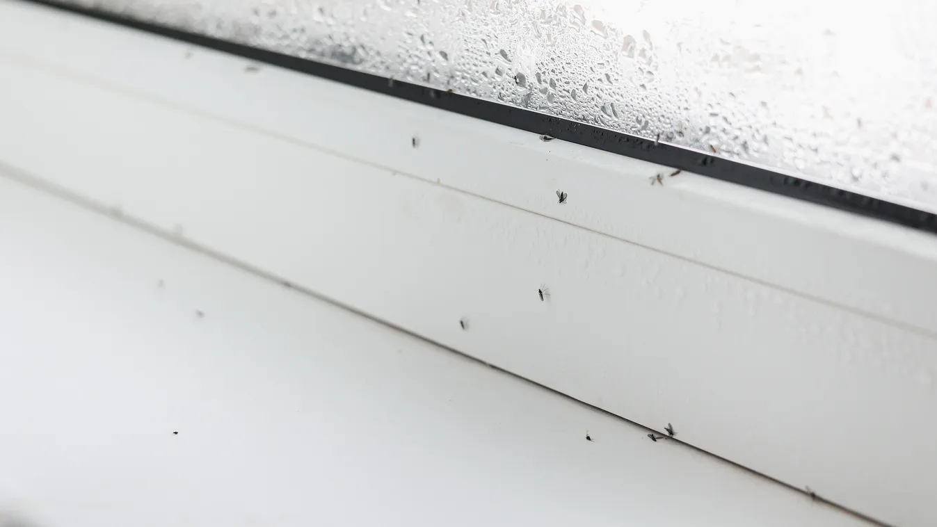 Trükkök, tippek, ha gondod van a muslicákkal