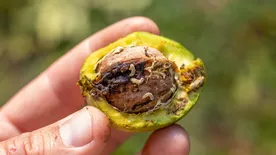 Most kell cselekedned, ha jövőre szép termést szeretnél a diófán, mutatjuk, mit kell tenni