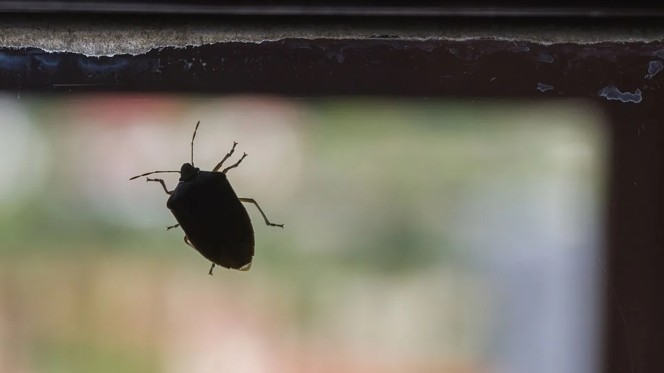 így bánik el a poloskákkal az okos rovarszörny