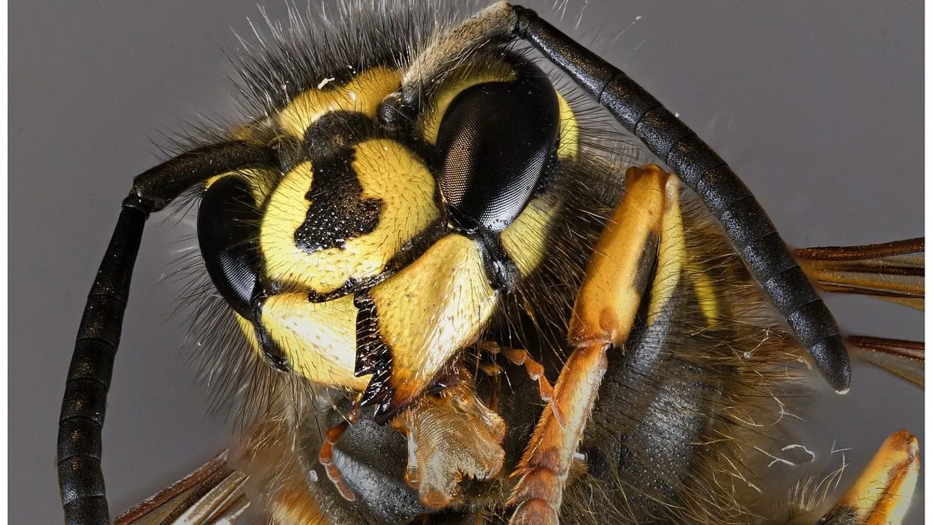 Anyja sírjánál érte halálos darázscsípés az ünnepelt séfet