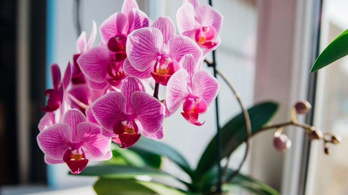 Megégett az orchidea levele? Így mentheted meg