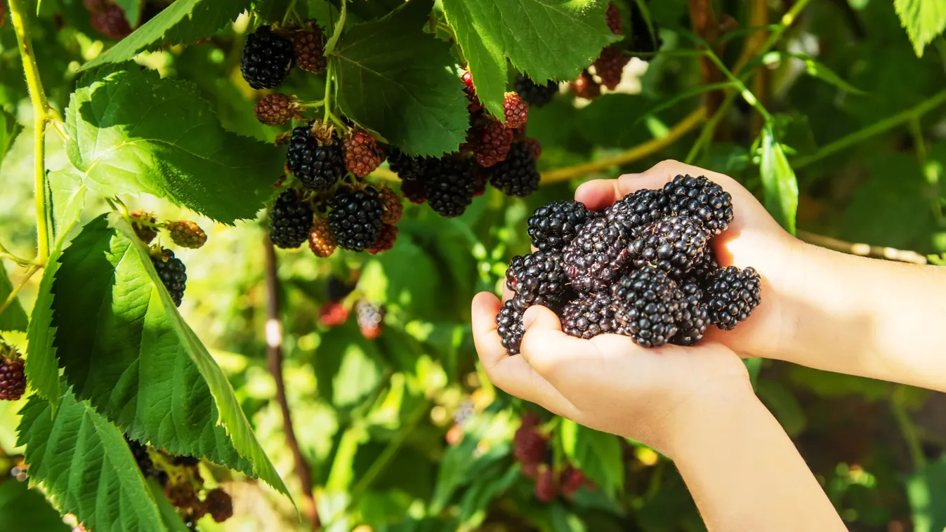 Most érik a gyógyerejű magyar gyümölcs
