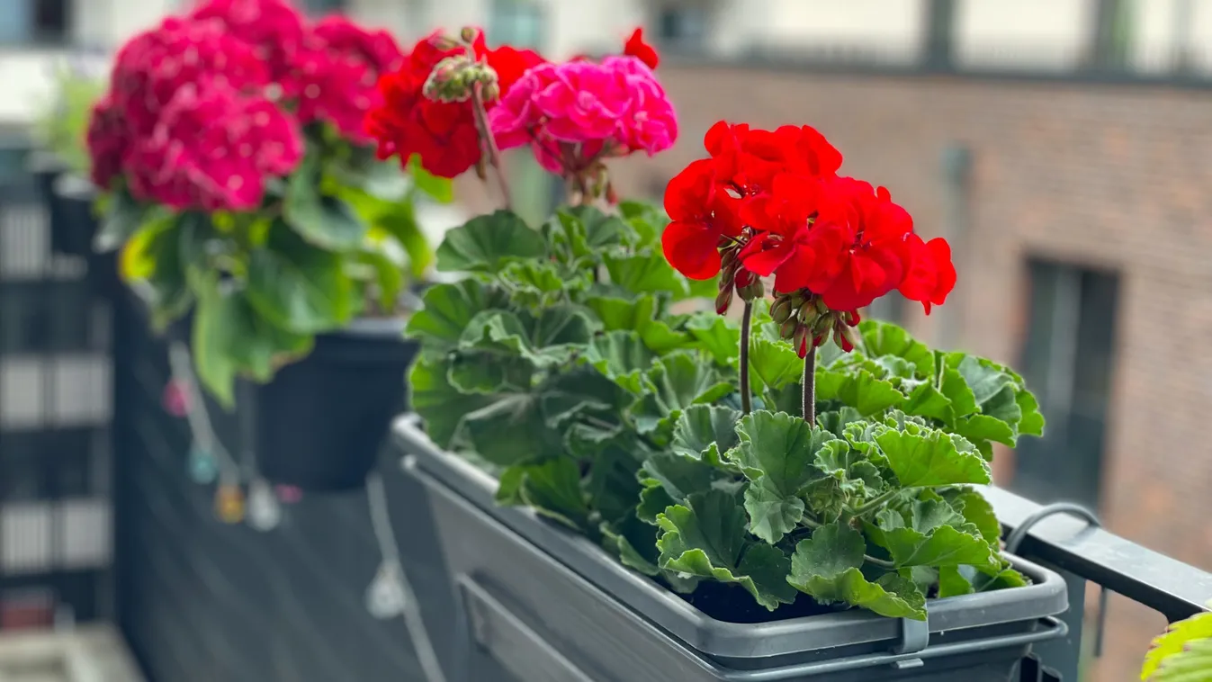 Így frissítsd fel a muskátlit, október végéig ontja majd a virágokat