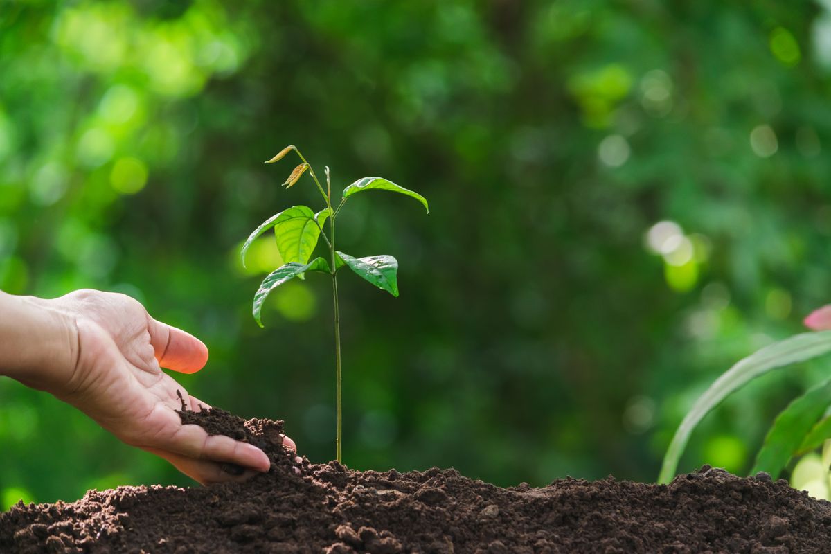 Closeup,Hand,Of,Person,Holding,Abundance,Soil,With,Young,Plant