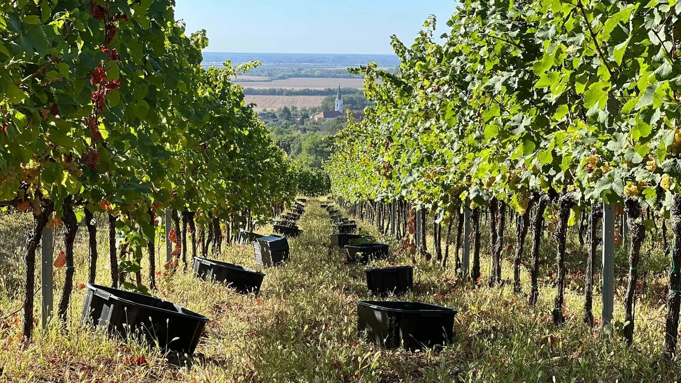 Aggasztó hírekről számolt be a villányi borász