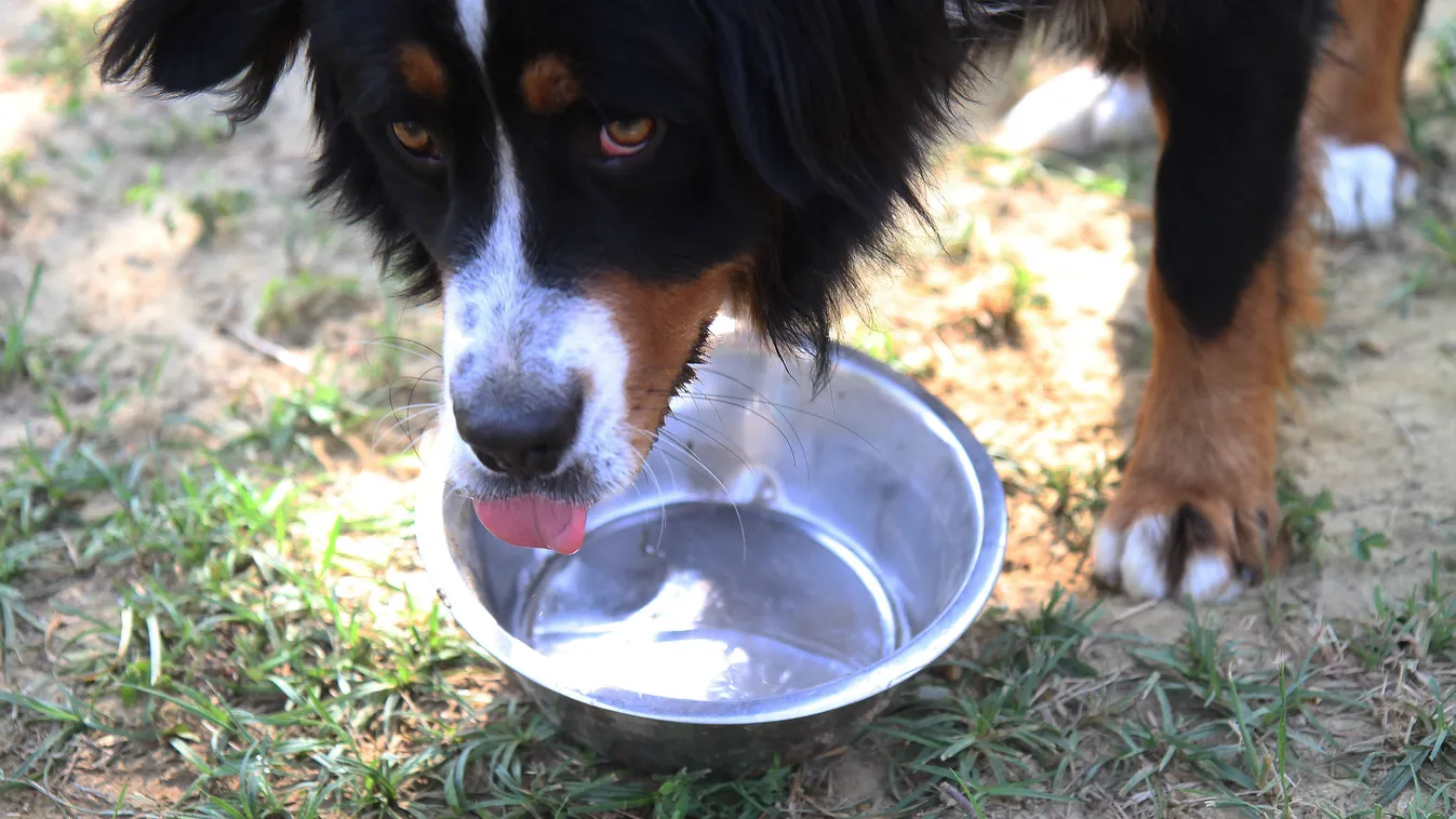 Így védd a kutyádat a kánikulában