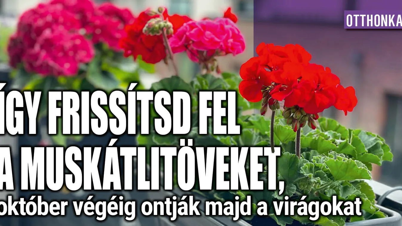 Így frissítsd fel a muskátlit, október végéig virágzik majd