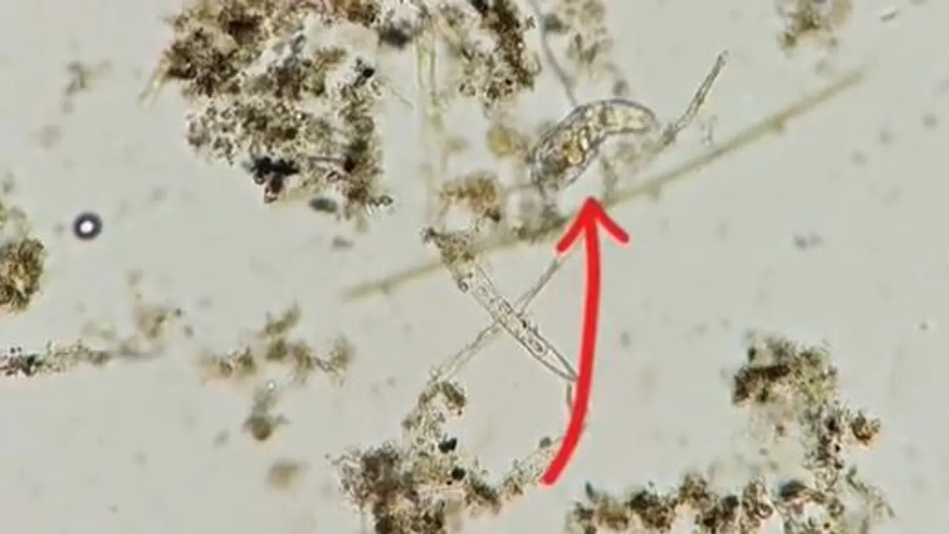 Nem hiszed el, miben fürdesz, ez van a tavainkban - Videó