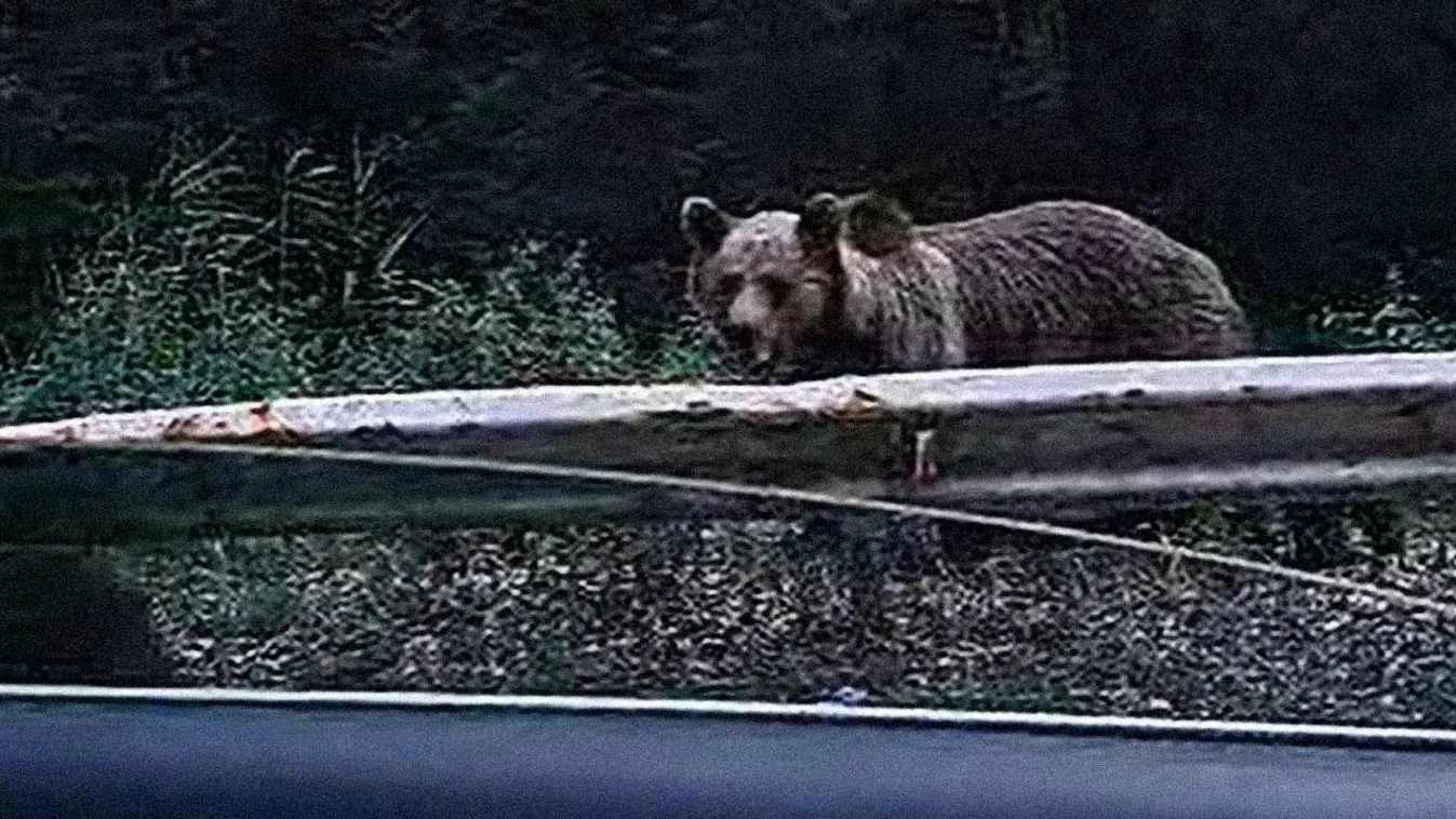 Aggasztó hírek: anyamedvét és bocsokat videóztak Nógrádban