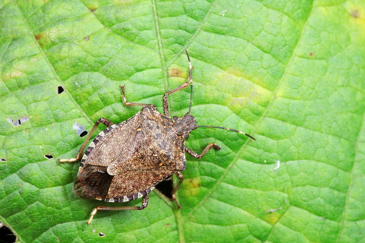 Halyomorpha,Halys,On,Green,Leaves